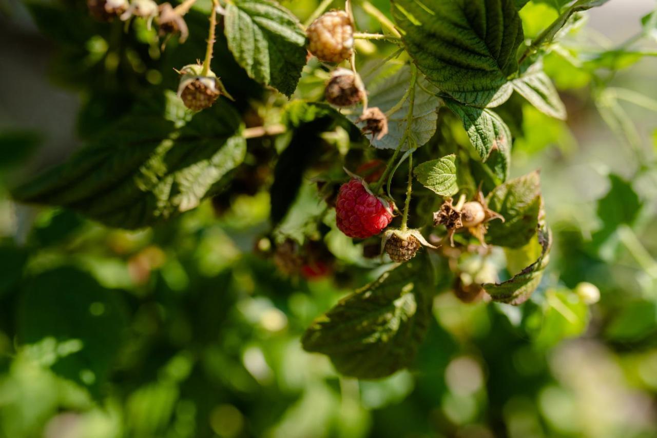 Quinta De Vila Nova - Agroturismo Monção Εξωτερικό φωτογραφία